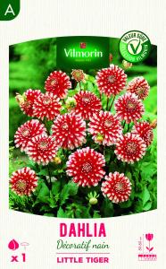 Dahlia Décoratif nain Little Tiger 